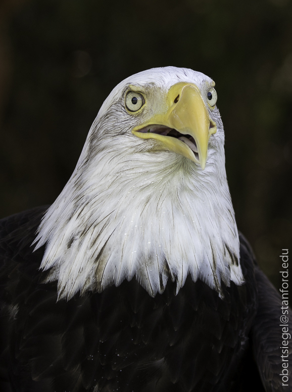 bald eagle